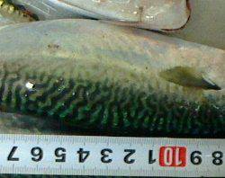 下火になってきました